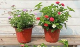 茶馆老板爆料视频大全最新