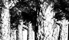 树婴 在线观看,穿越时空的奇幻之旅在线观看指南