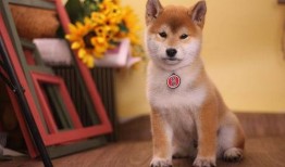 豆柴小犬在线观看,萌宠成长记在线观看攻略