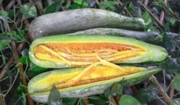 网红瓜在线吃,揭秘网络红人的幕后故事