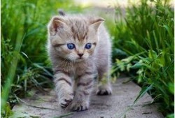娱乐吃瓜酱营业的猫,揭秘吃瓜酱营业的猫界风云