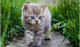 娱乐吃瓜酱营业的猫,揭秘吃瓜酱营业的猫界风云