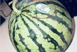 南通海门网红吃瓜,揭秘南通美食新潮流