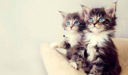 娱乐吃瓜酱营业的猫,揭秘吃瓜酱营业的猫界风云
