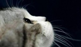 娱乐吃瓜酱营业的猫,揭秘吃瓜酱营业的猫界风云